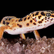 Leopard Gecko Eublepharis Macularius #14 Art Print