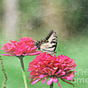 Swallowtail Butterfly #14 Art Print