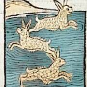 1491 Sea Hares From Hortus Sanitatis Art Print