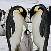Emperor Penguins, Antarctica #15 Art Print