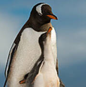 Gentoo Penguin With Young #15 Art Print
