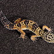 Leopard Gecko Eublepharis Macularius #15 Art Print