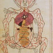 15th Century Drawing Of The Gut And Arteries. Art Print