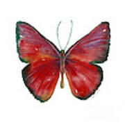 16 Mesene Rubella Butterfly Art Print