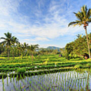 Indonesia, Bali, Rice Fields And #17 Art Print