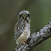 Northern Hawk Owl Chick Art Print