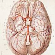 1840 Historical Image Brain Blood Supply Art Print
