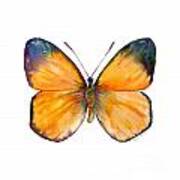19 Delias Aruna Butterfly Art Print