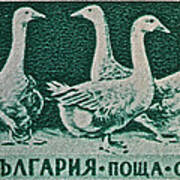 1955 Bulgarian Geese Stamp Art Print