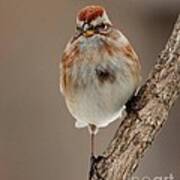 American Tree Sparrow #2 Art Print