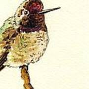 Anna S Hummingbird #2 Art Print