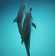 Atlantic Spotted Dolphin Pair Bahamas Art Print