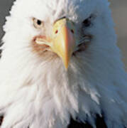 Bald Eagle Portrait Alaska Art Print