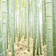 Bamboo Forest #2 Art Print