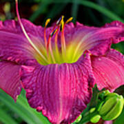 Bela Lugosi Daylily #2 Art Print