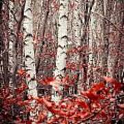 Birches And Beeches #2 Art Print