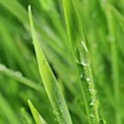 Blades Of Wheatgrass With Water Droplets #2 Art Print