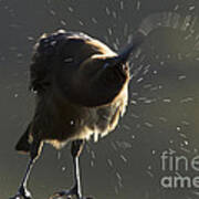 Boat Tailed Grackle #1 Art Print