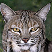 Bobcat Portrait Wildlife Rescue Art Print