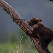 Brown Bear In Lake Clark National Park #2 Art Print