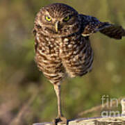 Burrowing Owl Photograph #1 Art Print