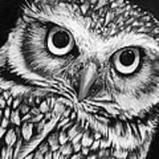 Burrowing Owl Art Print