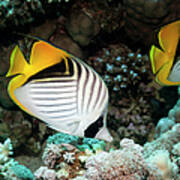 Butterflyfish #2 Art Print