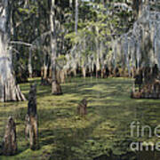 Caddo Lake, Texas #2 Art Print