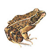 California Red-legged Frog Art Print