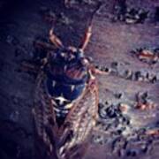 #cicada #insect #nature #naturegram #2 Art Print