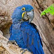 Close-up Of A Hyacinth Macaw #2 Art Print