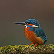 Common Kingfisher #2 Art Print