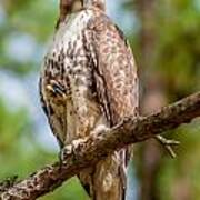 Coopers Hawk Perched On Tree Watching For Small Prey #2 Art Print