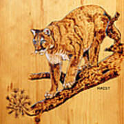 Cougar #2 Art Print