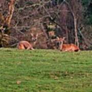 2 Deers Resting In The National Park In Art Print