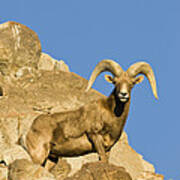 Desert Bighorn Sheep Ram #2 Art Print