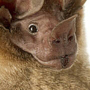 Dorbignys Round-eared Bat Suriname #2 Art Print