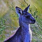 Eastern Grey Kangaroo #2 Art Print