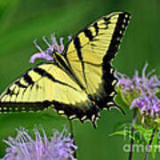 Eastern Tiger Swallowtail #2 Art Print