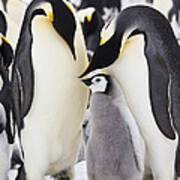 Emperor Penguins, Antarctica #2 Art Print