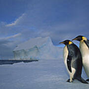 Emperor Penguins At Midnight Antarctica #2 Art Print