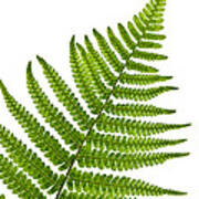 Fern Leaf Detail Art Print