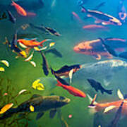 Fish Pond #2 Art Print