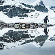 Gentoo Penguin, Cuverville Island #2 Art Print