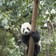 Giant Panda Cub Chengdu Sichuan China #2 Art Print