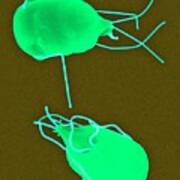 Giardia Lamblia Parasitic Protozoan #2 Art Print