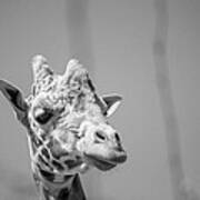 Giraffe-2 #2 Art Print