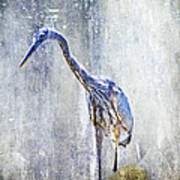 Great Blue Heron - Ardea Herodias Art Print