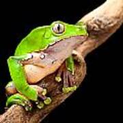 Not Postcard Dreaming of You - Canal Zone Treefrog Funny Frog Greeting Card