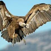 Griffon Vulture Flying #2 Art Print